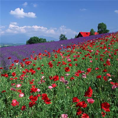 彩神lllv入口app下载